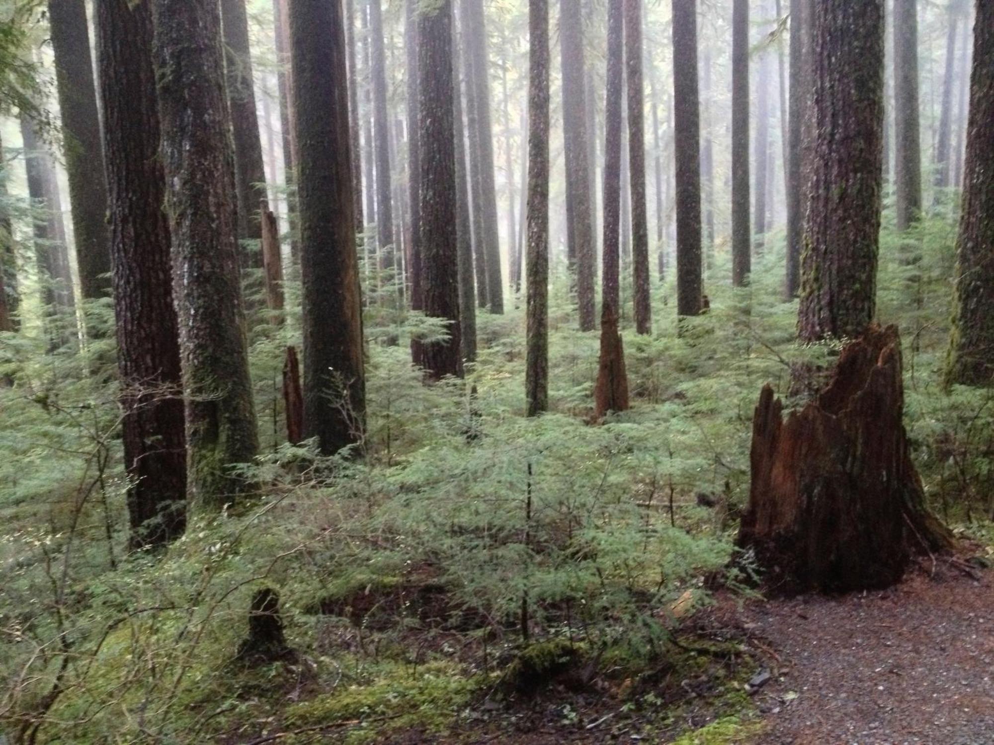 Super 8 By Wyndham Port Angeles At Olympic National Park Exterior foto